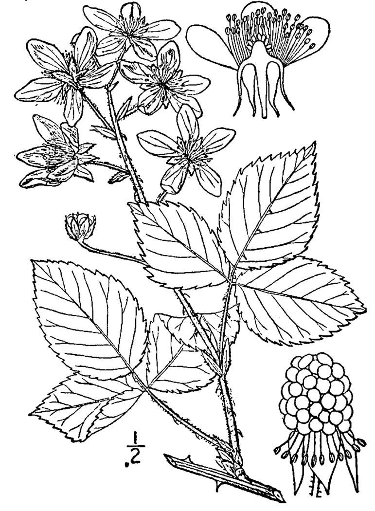 Figure 242b.
