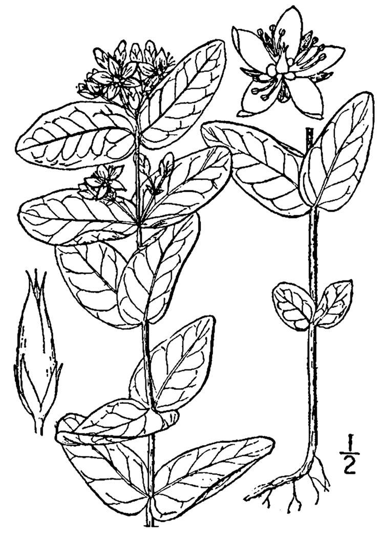 Figure 221c.