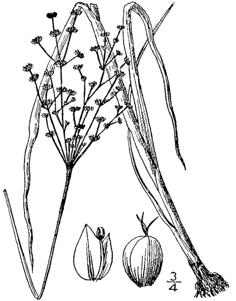 Figure 53b.
