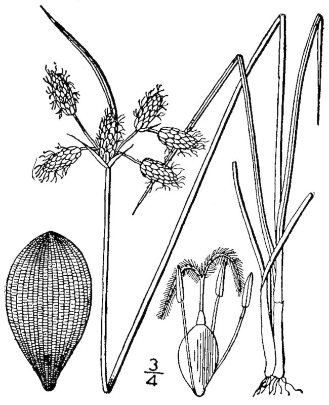 Figure 40.