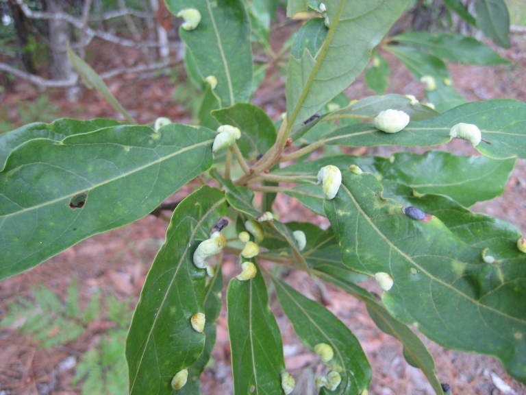 Figure 123b.