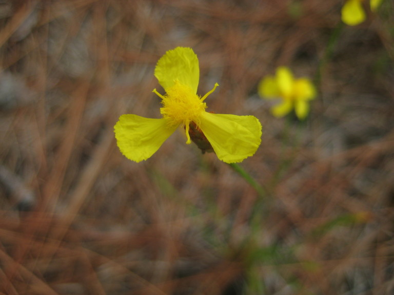 Figure 96b.
