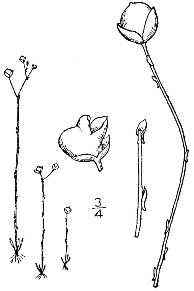 Figure 227b.