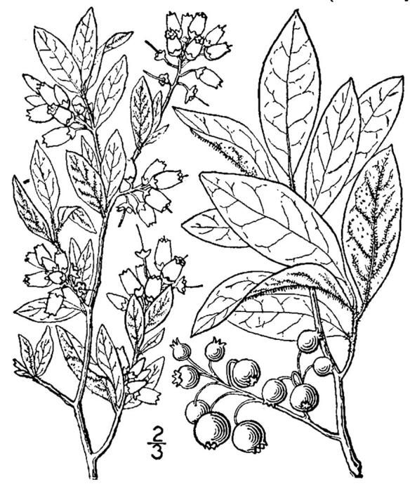 Figure 196c.