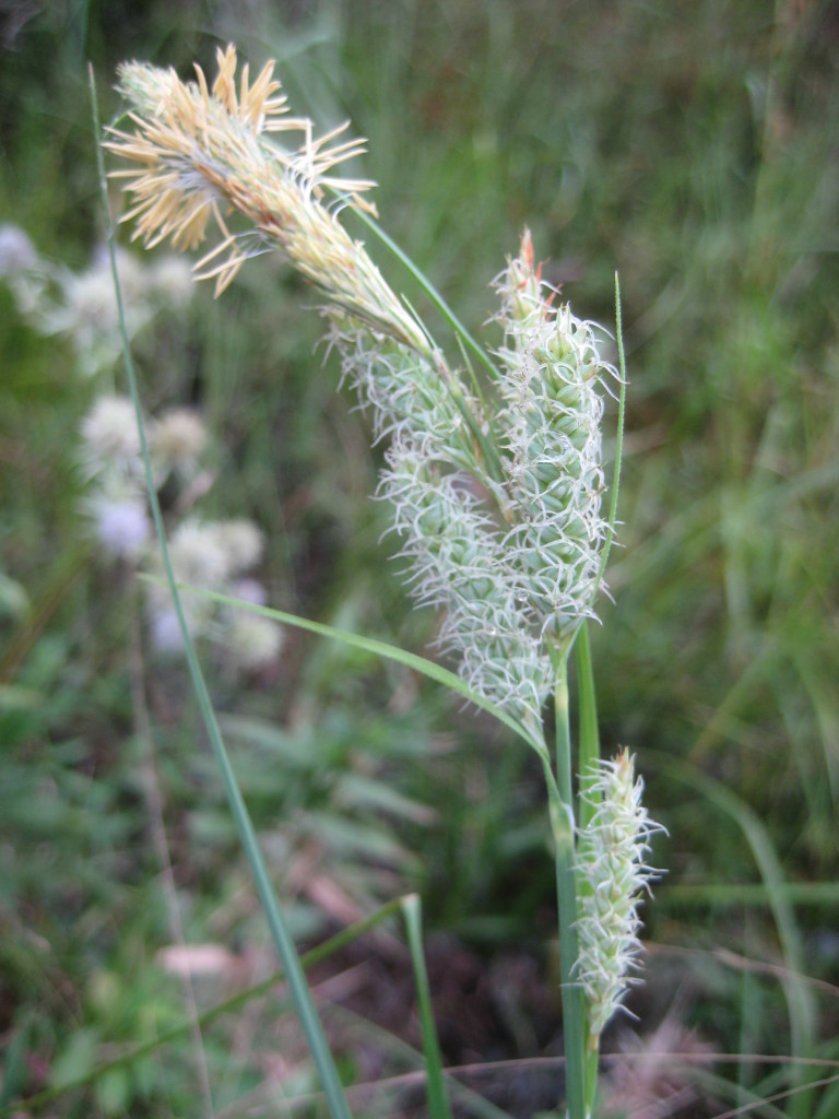 Figure 36b.