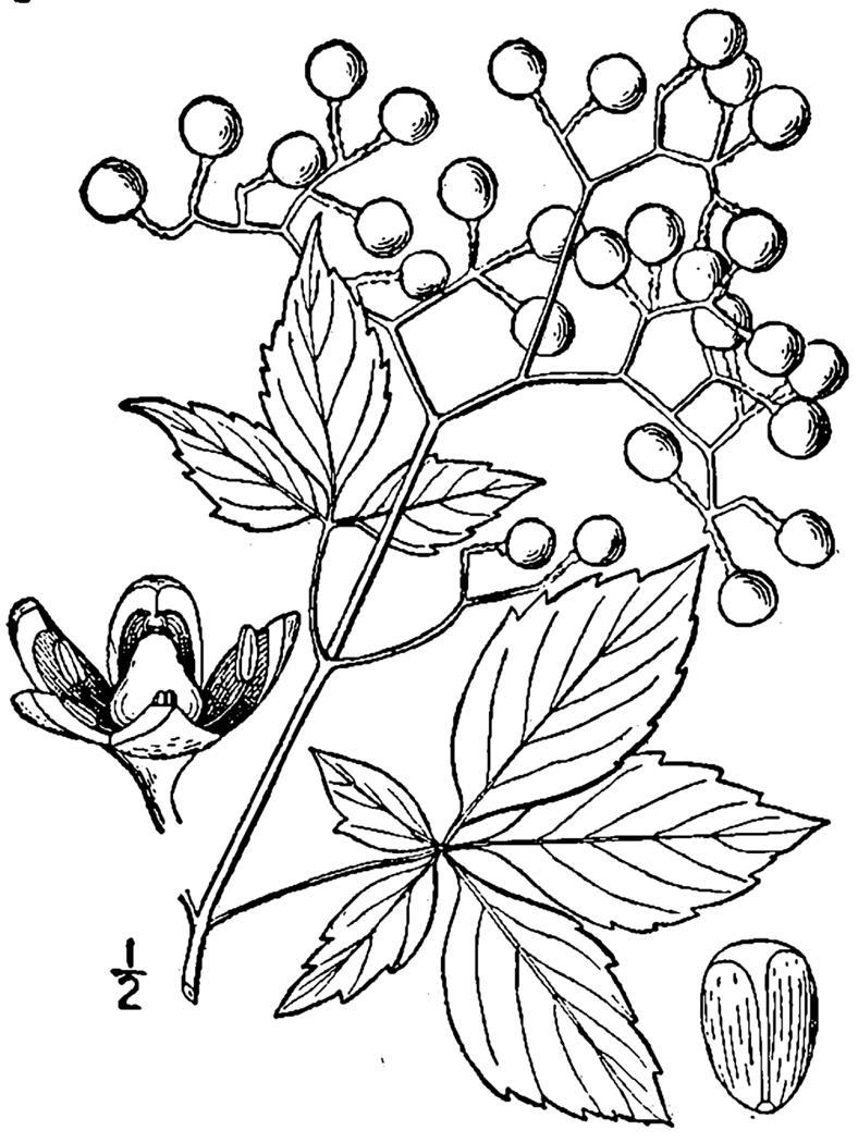 Figure 99.