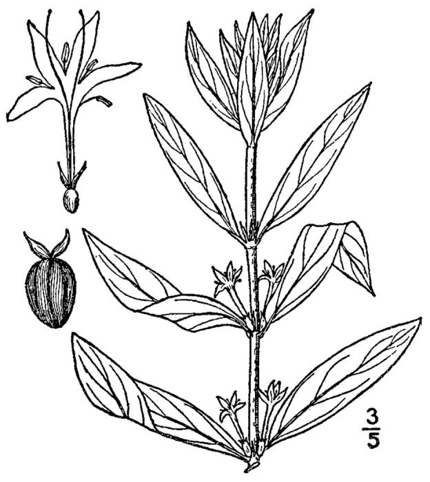 Figure 245b.