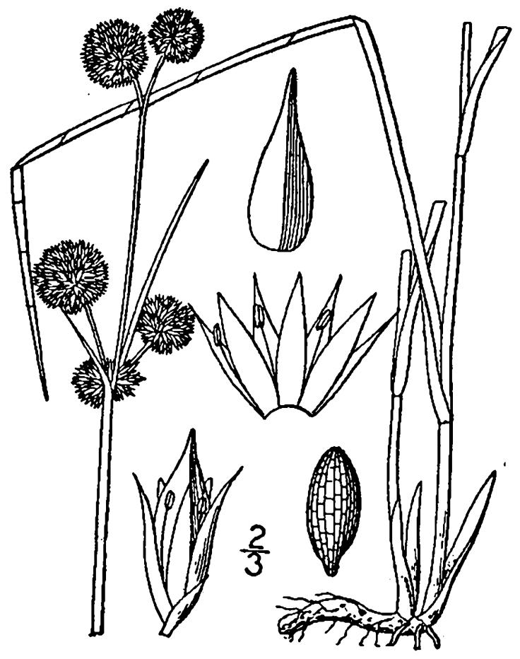 Figure 55b.