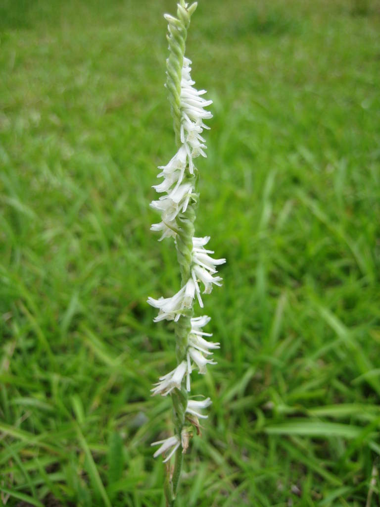 Figure 66c.