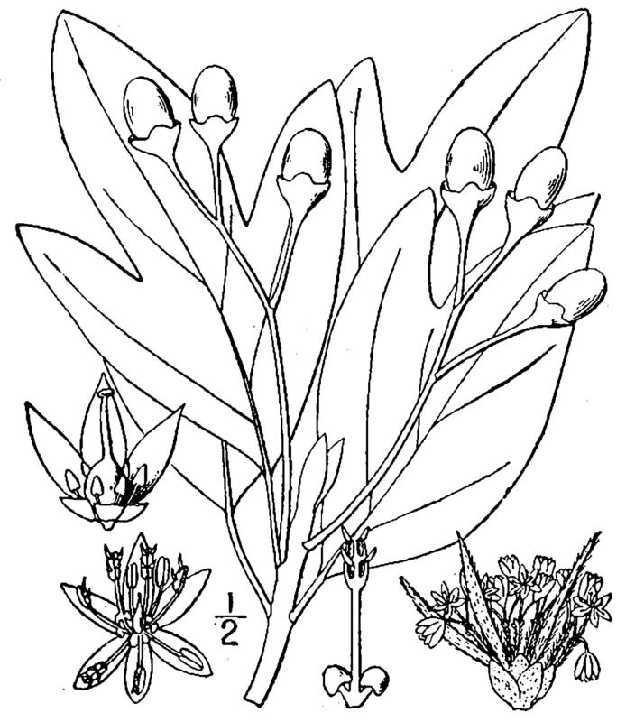 Figure 114.
