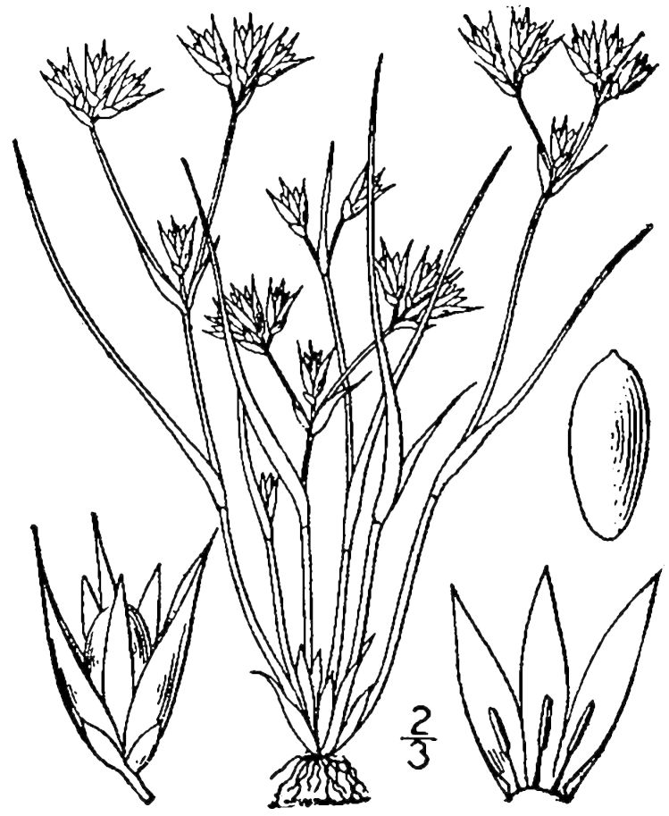 Figure 53c.