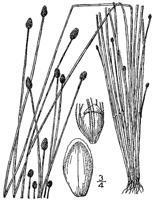 Figure 39c.