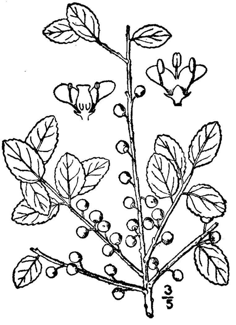 Figure 147c.