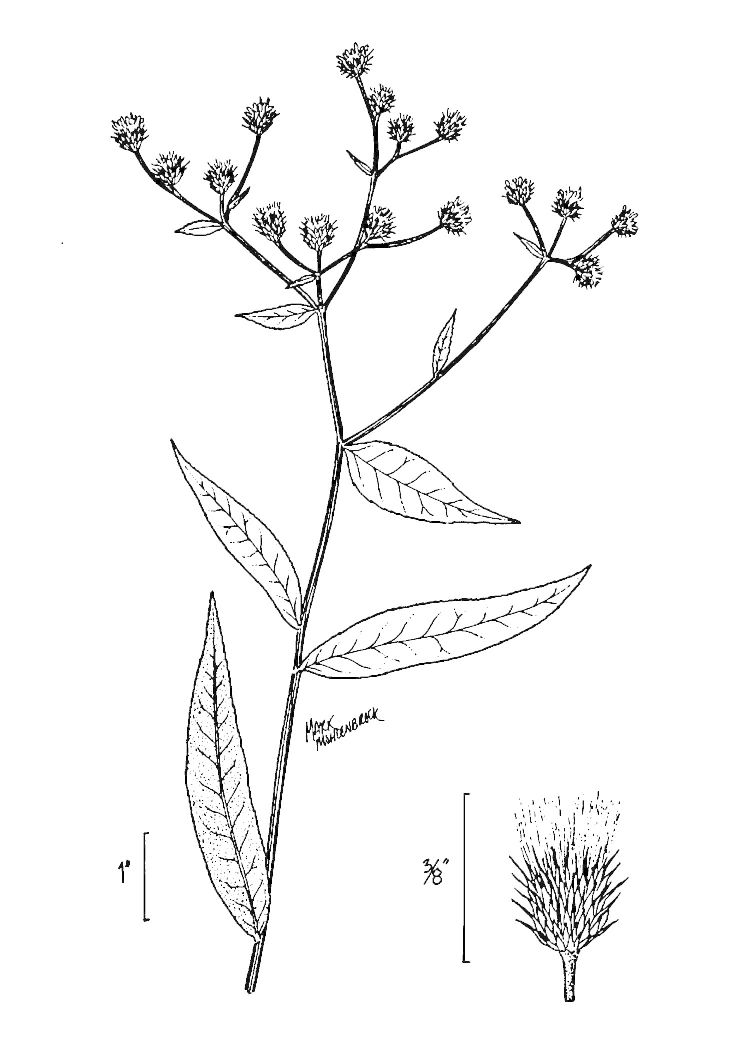 Figure 181.