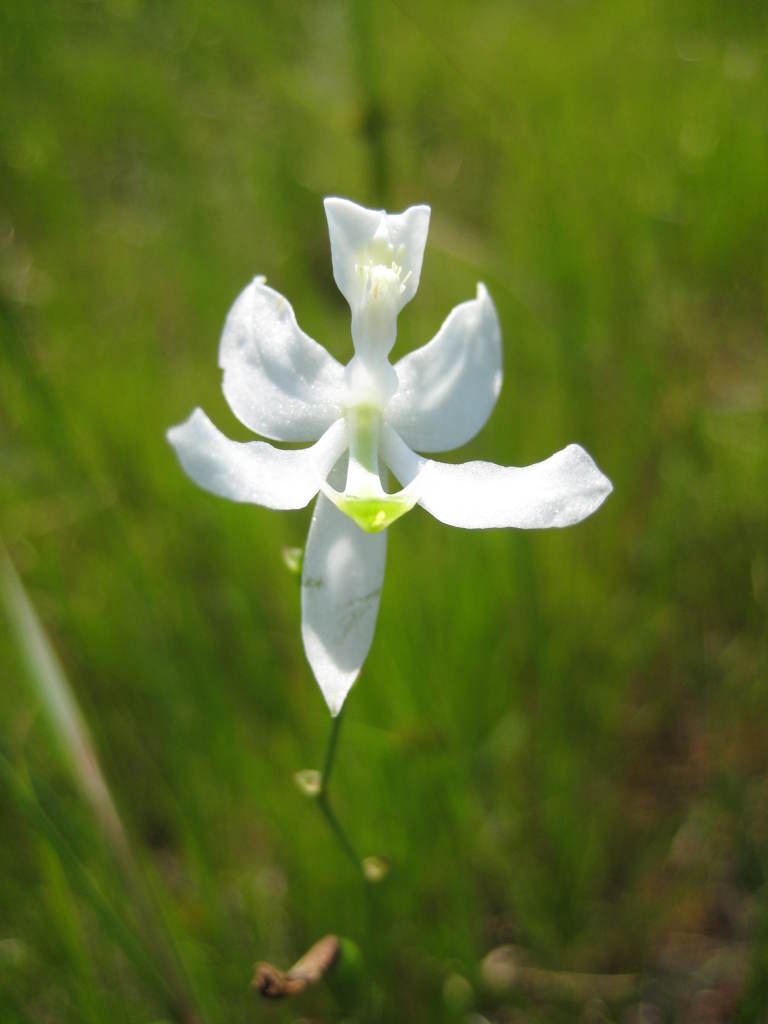 Figure 62b.