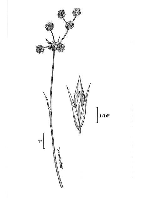Figure 54d.