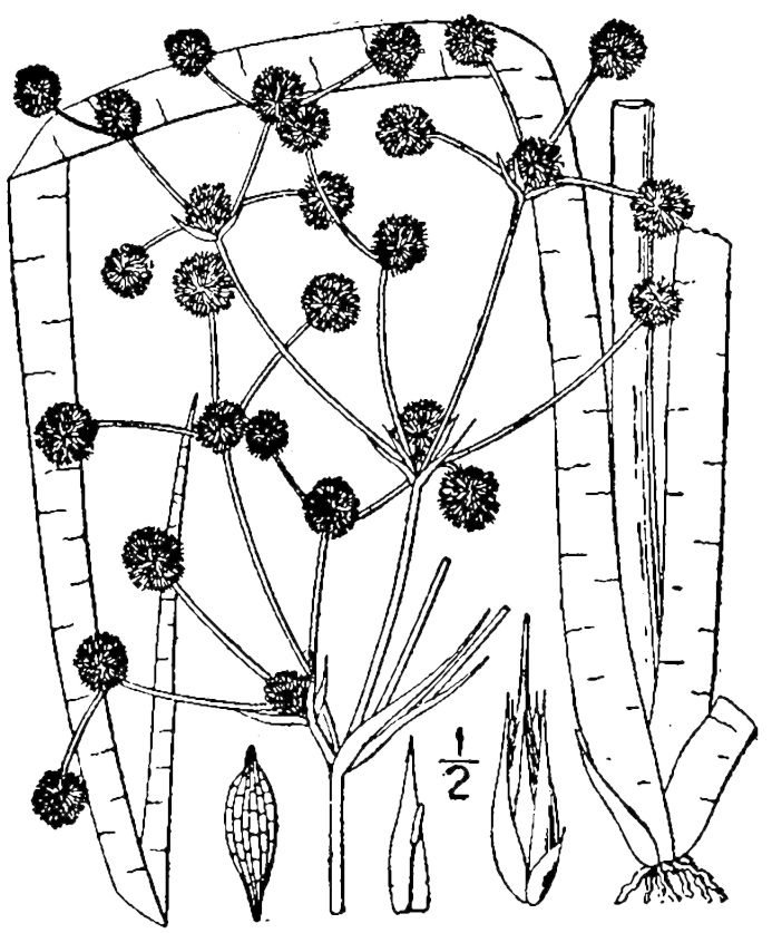 Figure 54f.