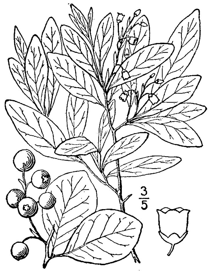 Figure 193c.