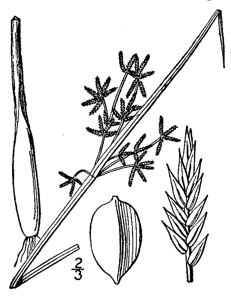 Figure 38c.