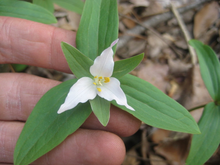 Figure 27.