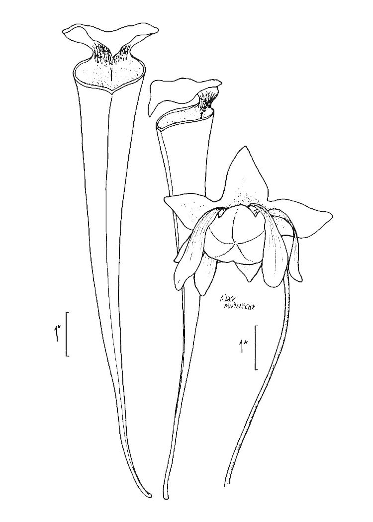 Figure 246a.