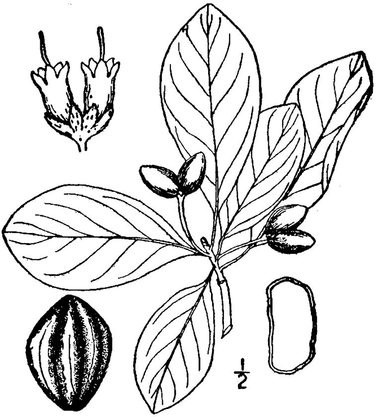 Figure 231a.