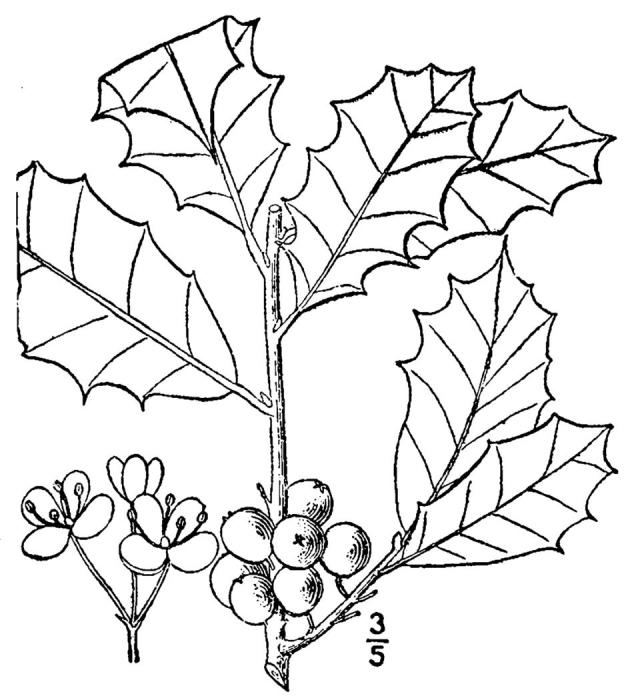 Figure 147f.