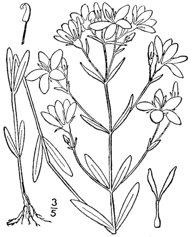 Figure 216b.