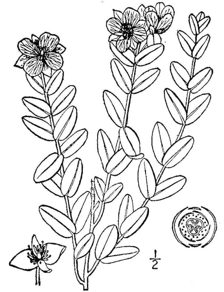 Figure 219d.