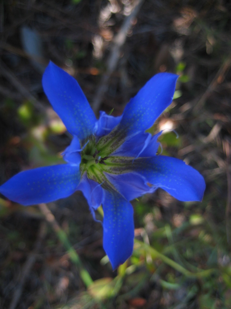 Figure 215b.