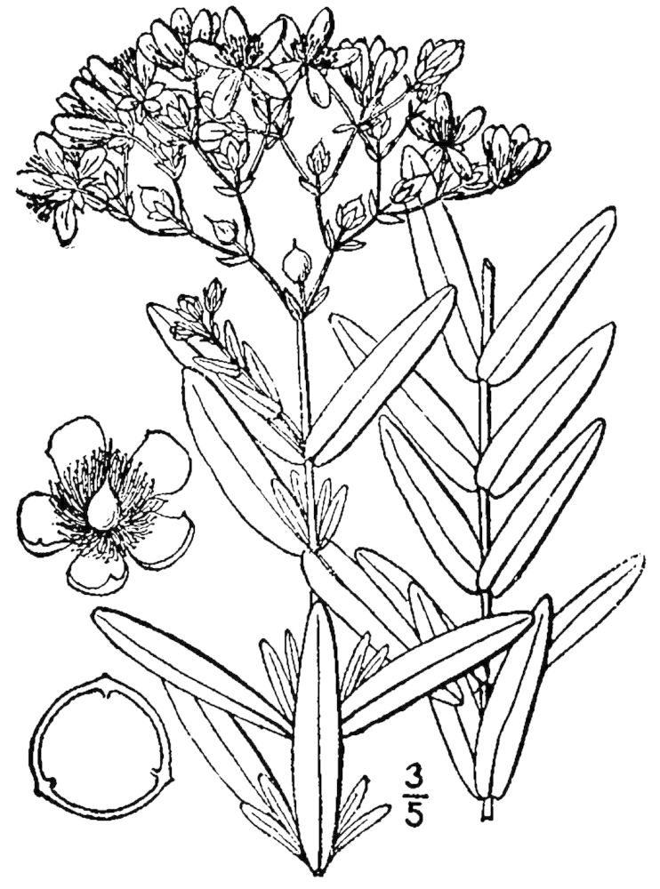 Figure 219c.