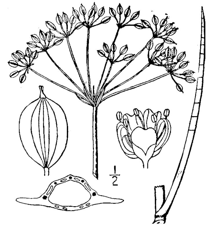 Figure 145.