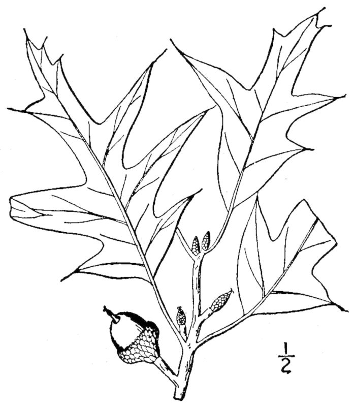 Figure 212b.