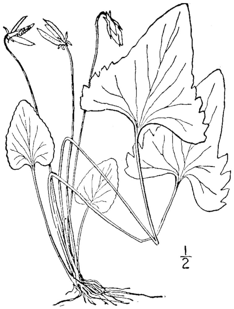 Figure 247c.