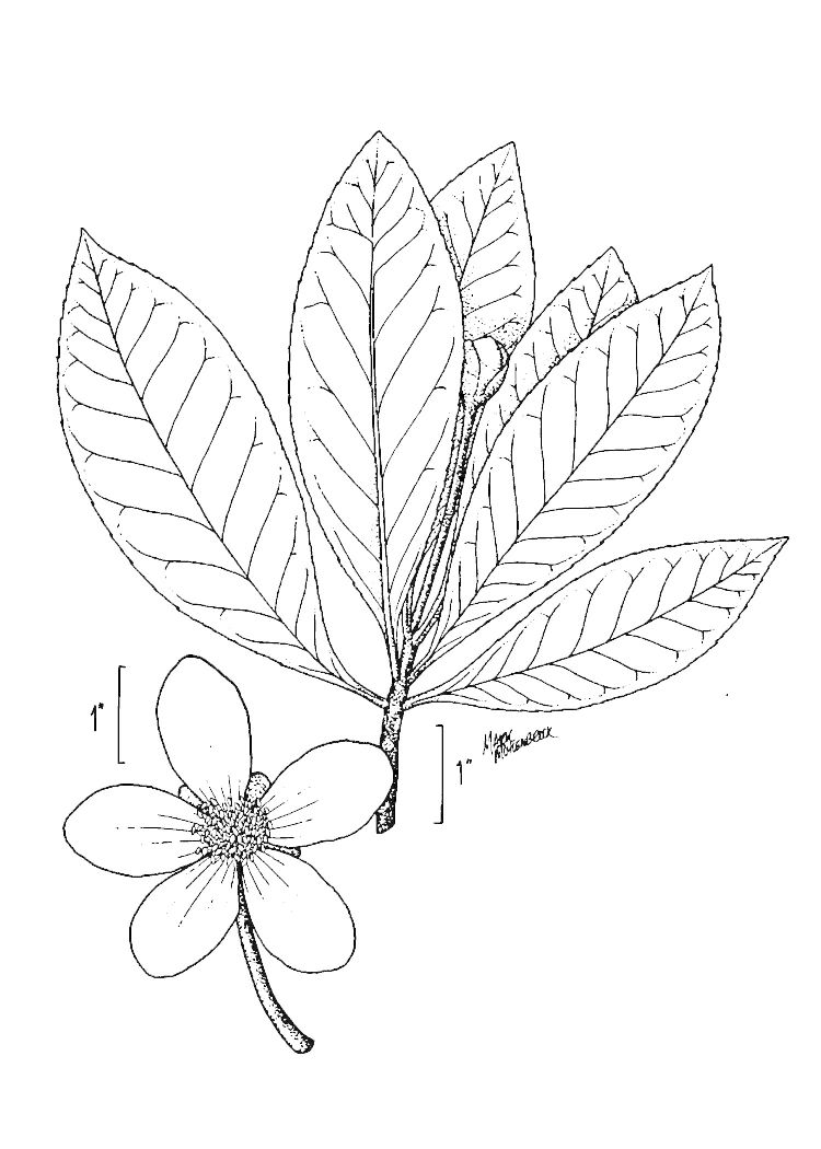 Figure 119a.