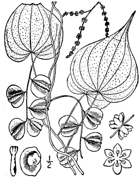 Figure 25a.