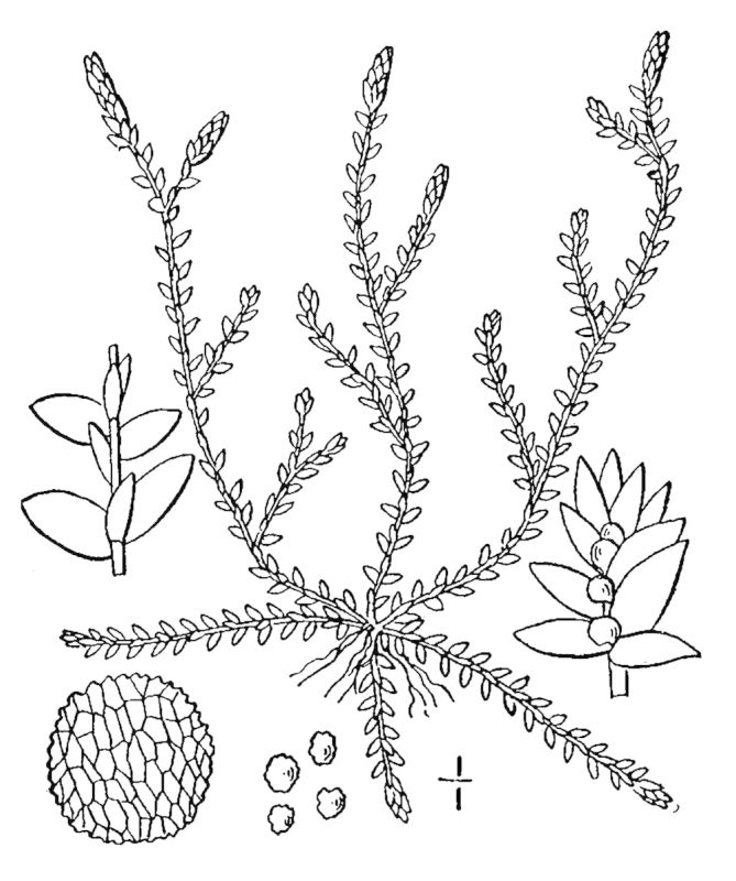 Figure 13.
