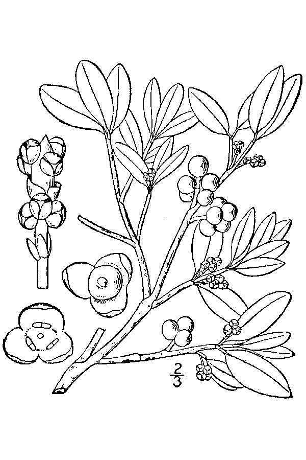 Figure 97.