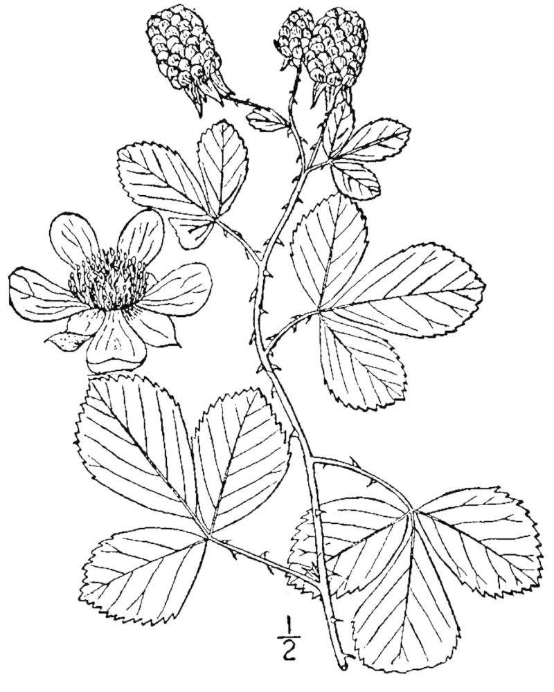 Figure 242a.