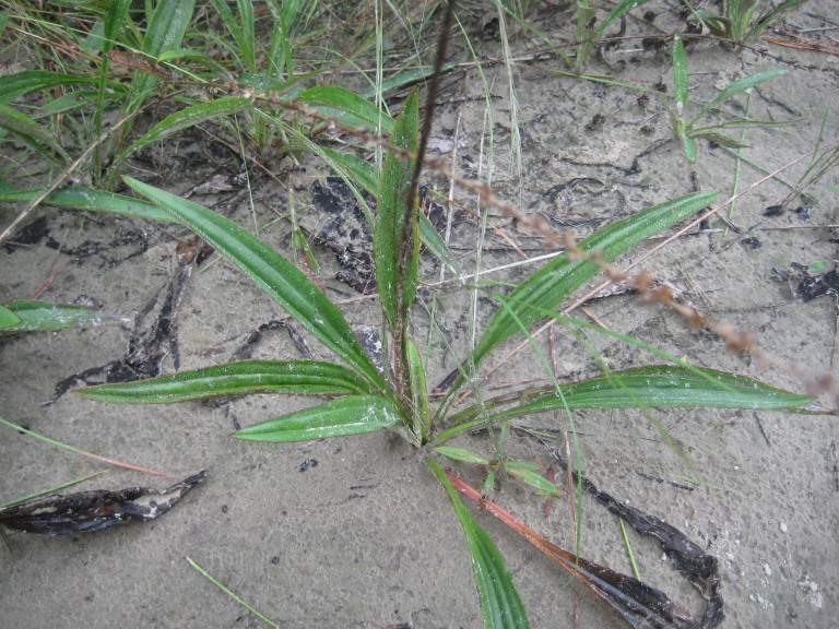Figure 130b.
