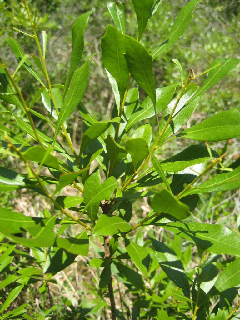 Figure 230d.