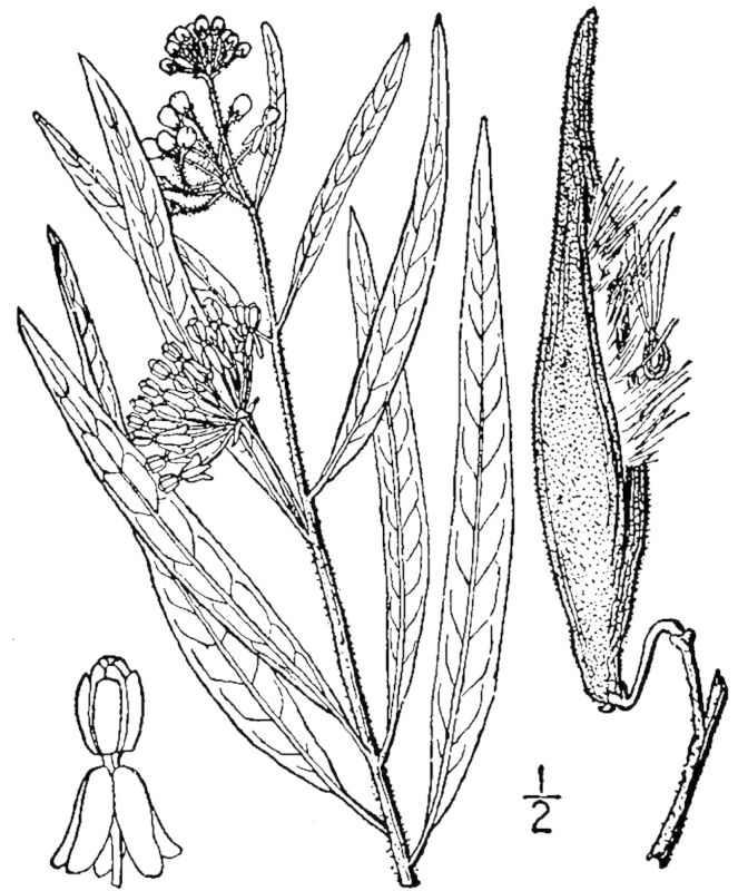 Figure 146c.
