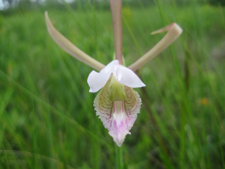 Figure 63b.
