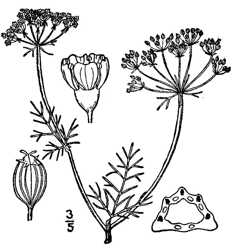 Figure 142a.