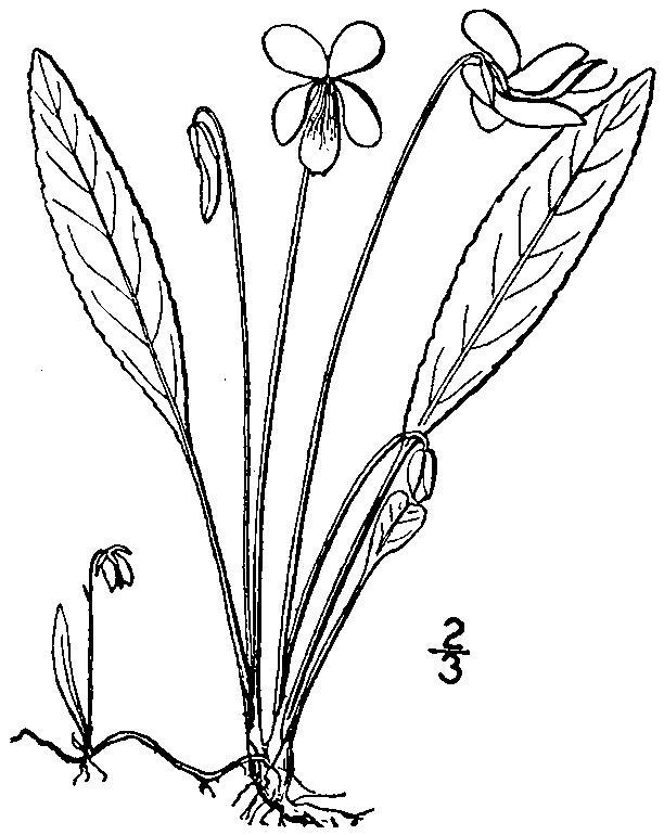 Figure 247b.