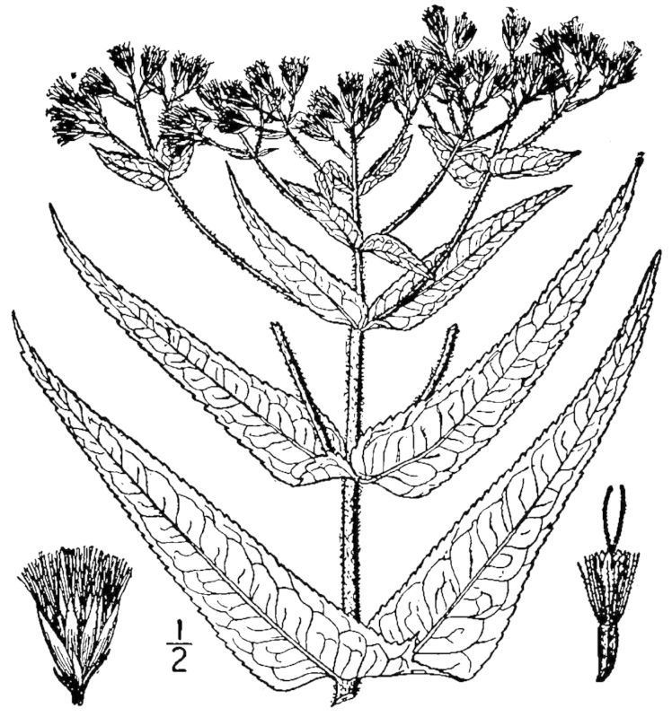 Figure 171d.