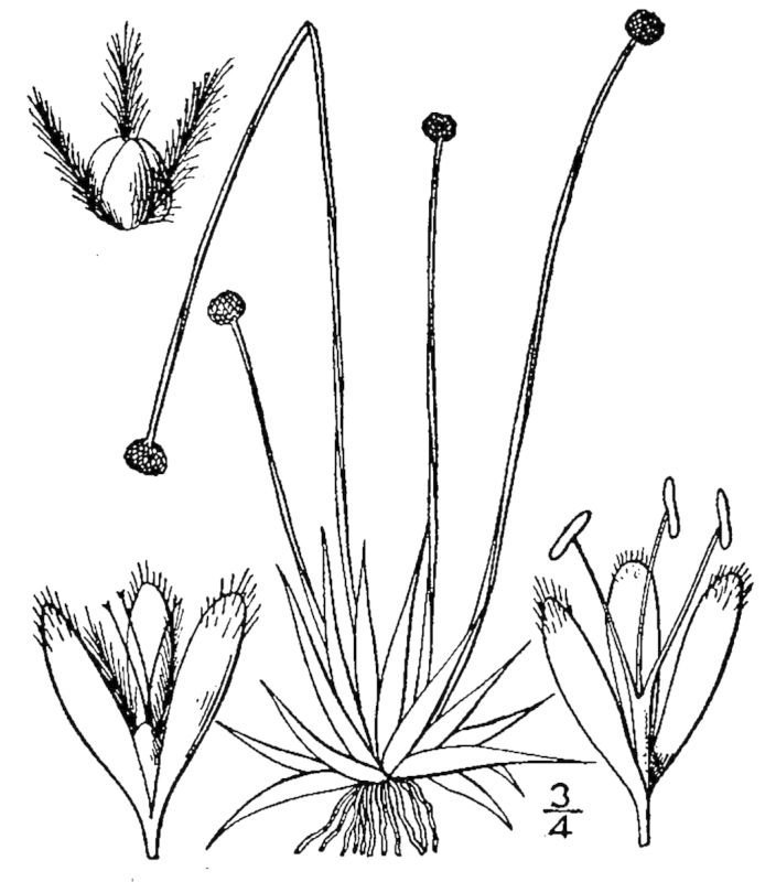 Figure 49a.