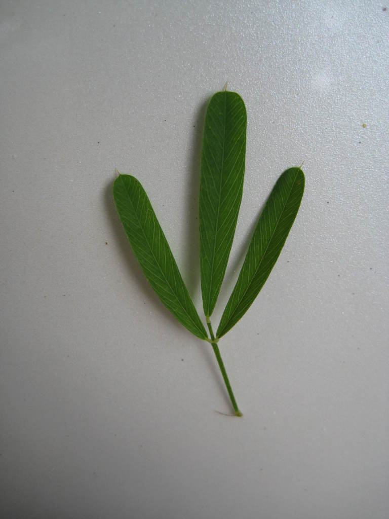 Figure 210d.