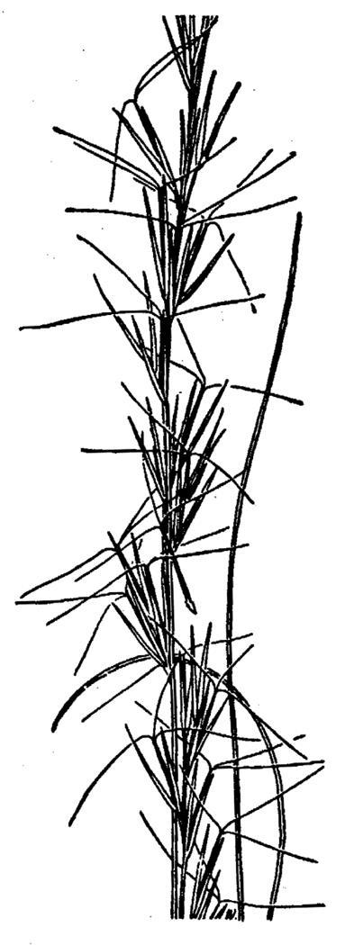 Figure 81c.