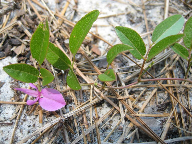Figure 202b.